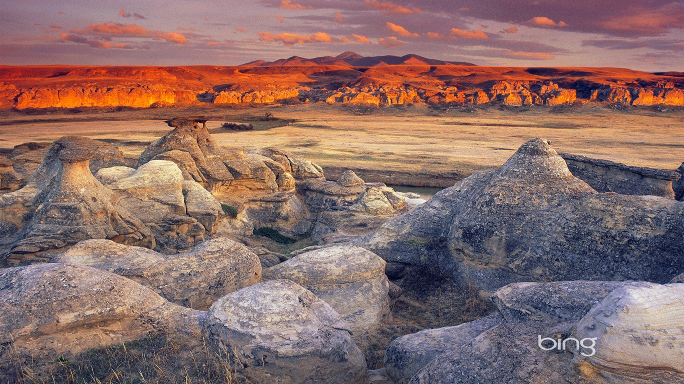 2013 Bing 必應官方動物和風景高清壁紙 #28 - 1366x768
