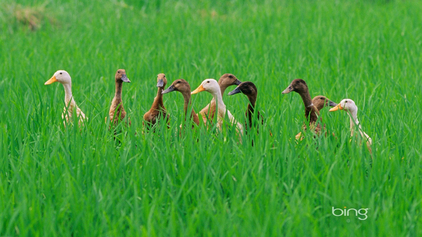 2013 Bing 必應官方動物和風景高清壁紙 #30 - 1366x768