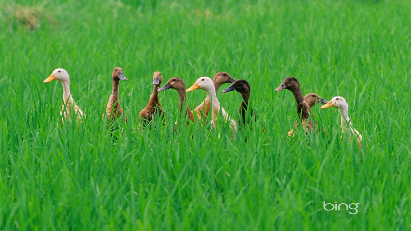 2013 Bing animaux officielles et fonds d'écran HD de paysage #30 - 1366x768