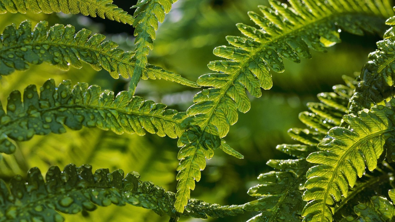 Suède saisons beauté naturelle écran HD #2 - 1366x768