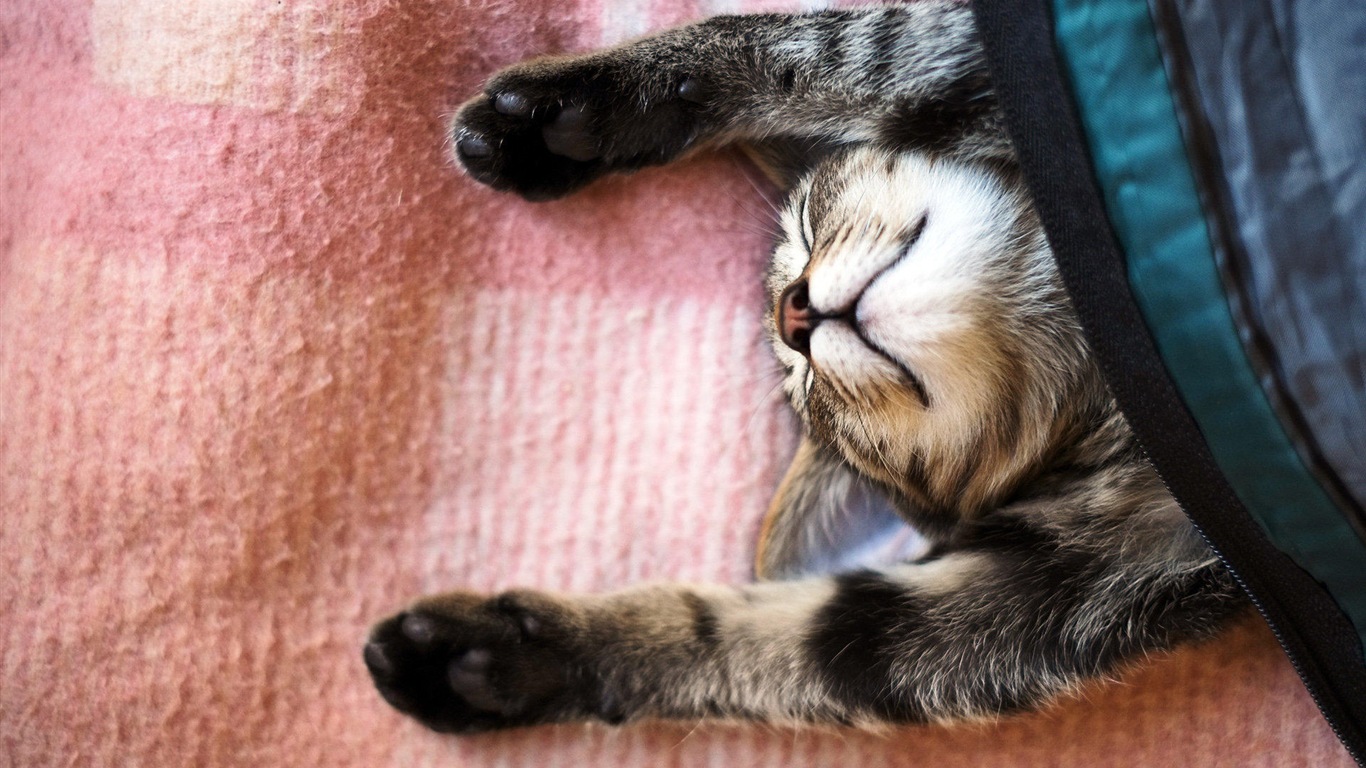 Fun funny cat HD wallpapers #5 - 1366x768