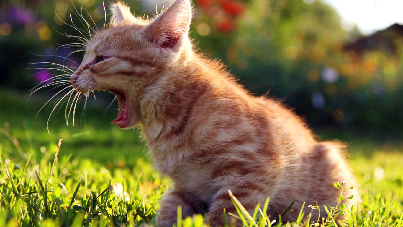 Fun funny cat HD wallpapers #7 - 1366x768