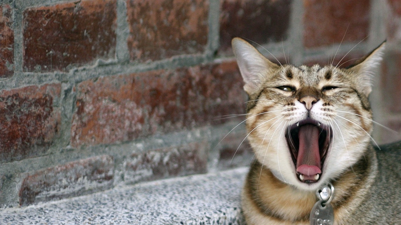 Fun funny cat HD wallpapers #11 - 1366x768