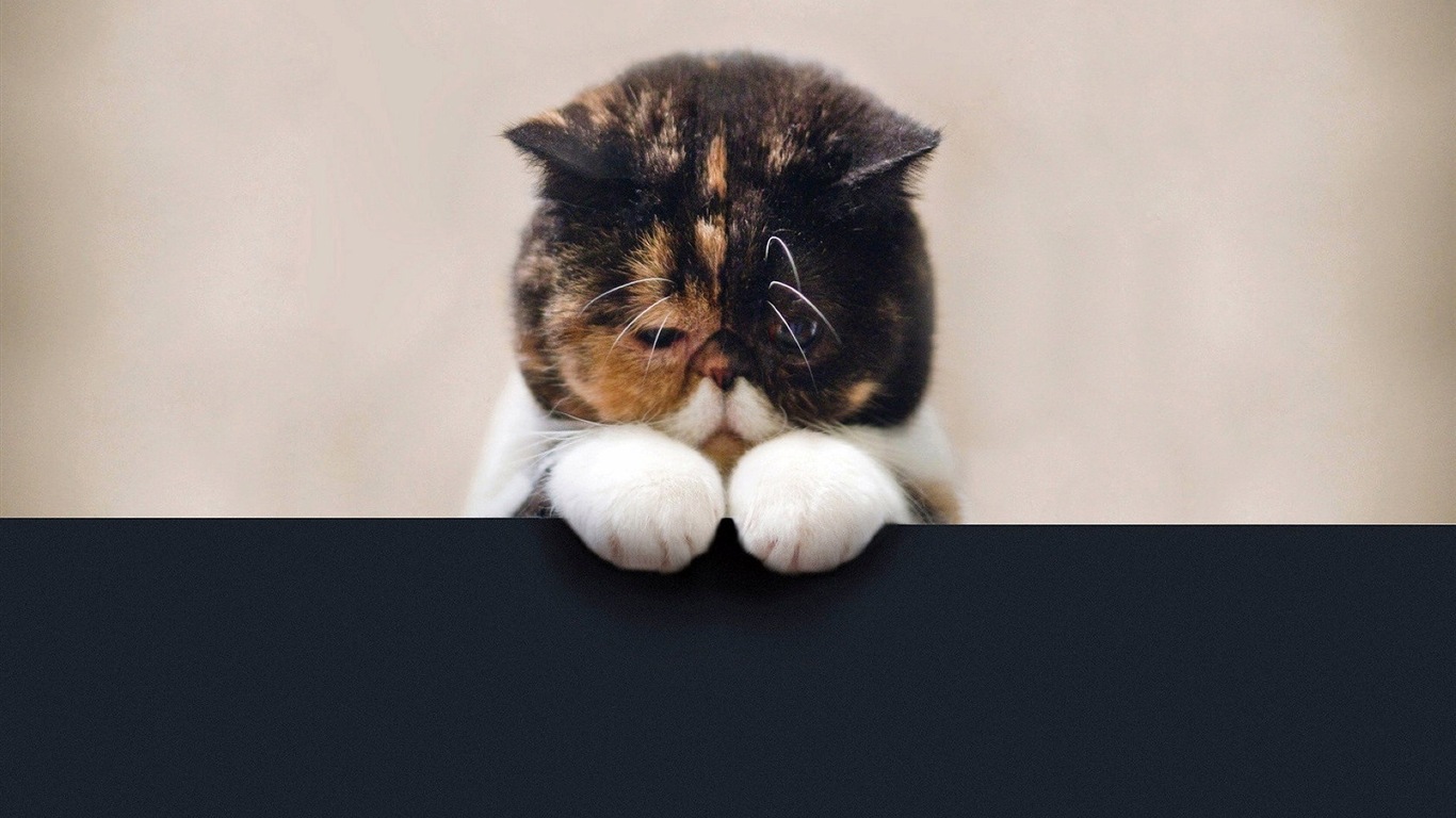 Fun funny cat HD Wallpaper #13 - 1366x768