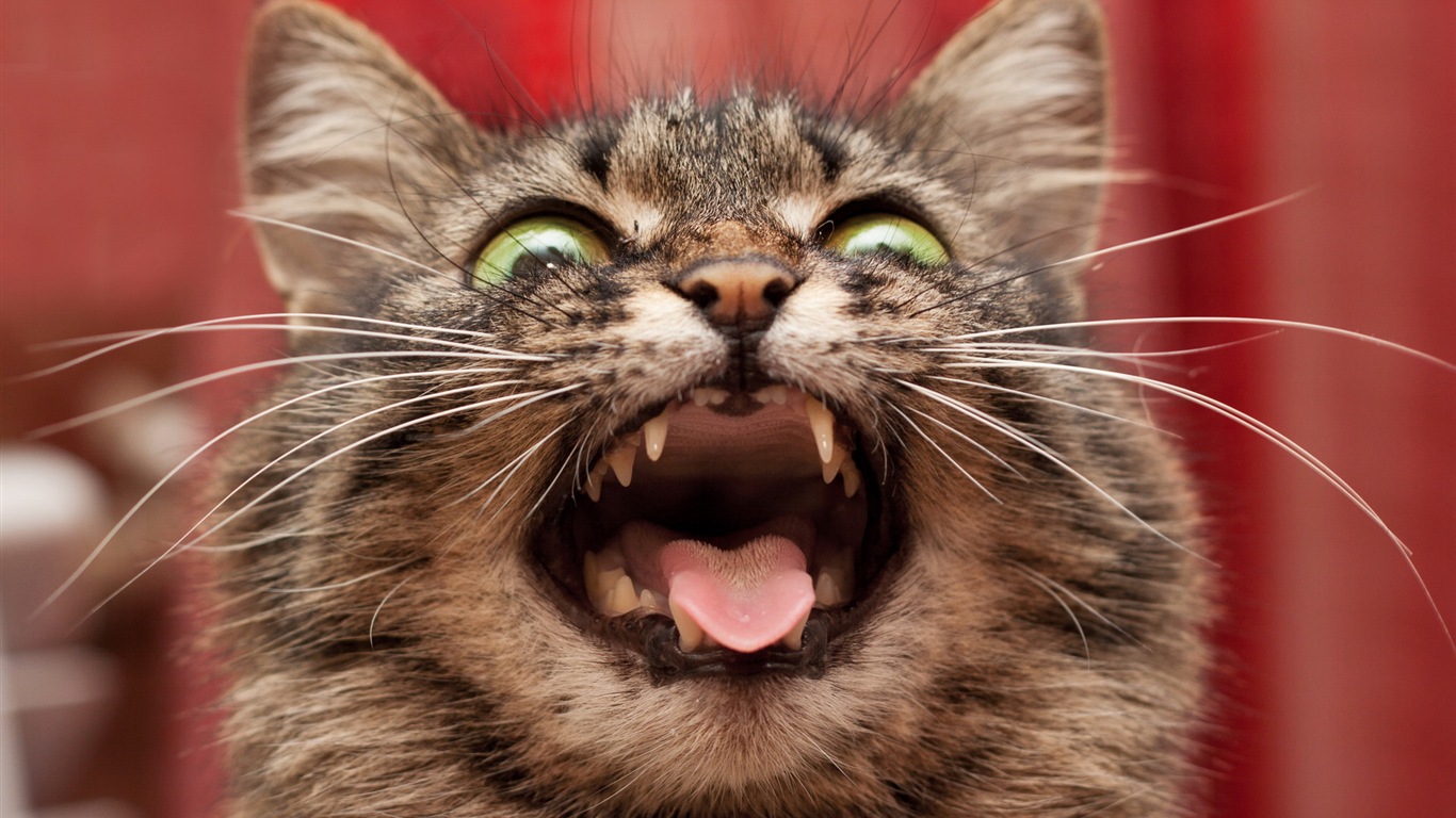 Fun funny cat HD wallpapers #14 - 1366x768