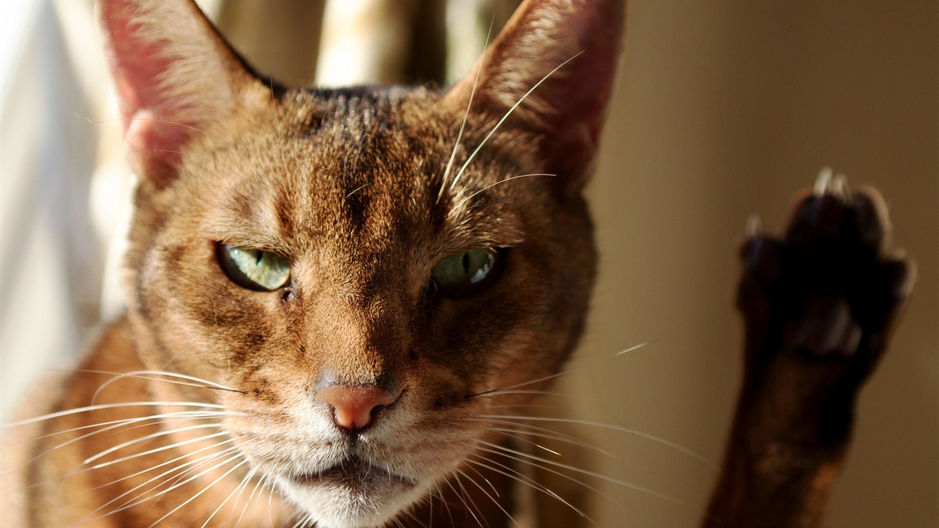 趣味搞怪的猫咪高清壁纸15 - 1366x768