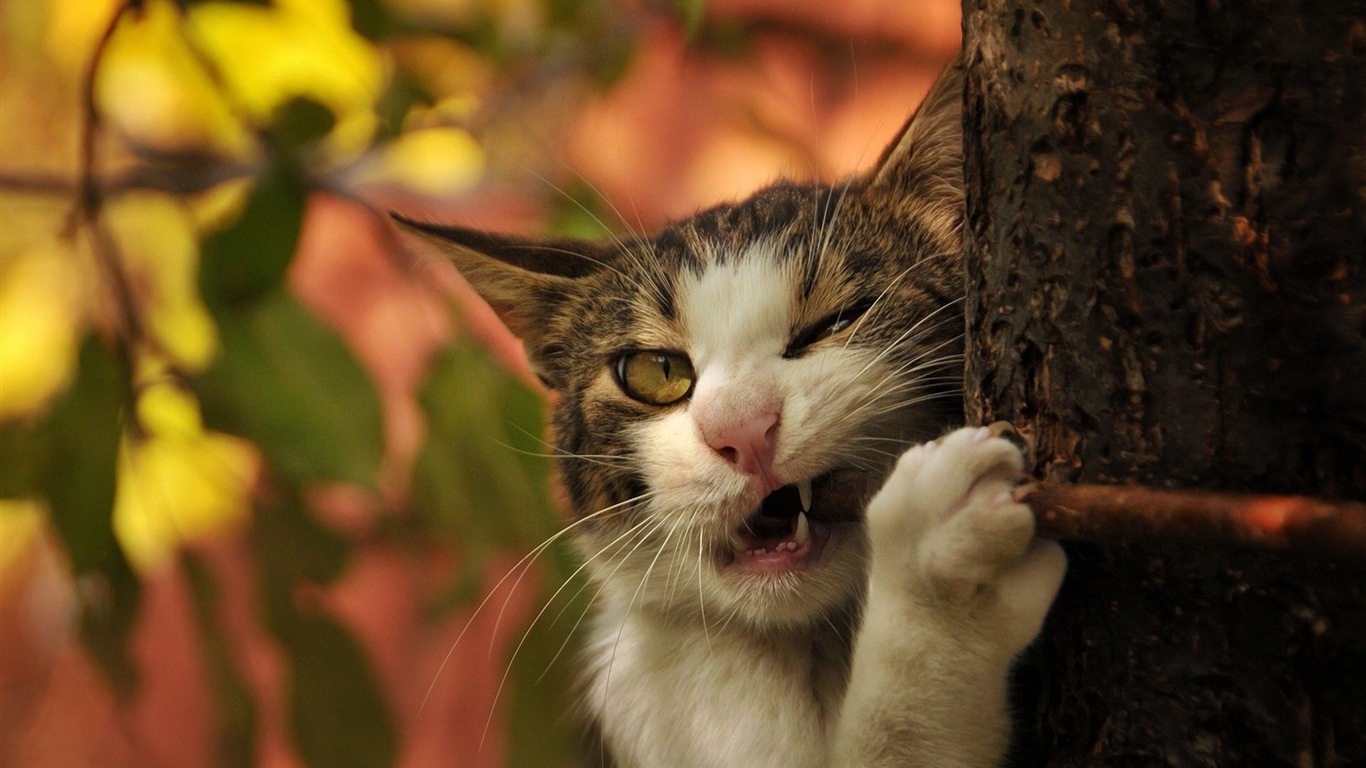 Fun funny cat HD wallpapers #16 - 1366x768