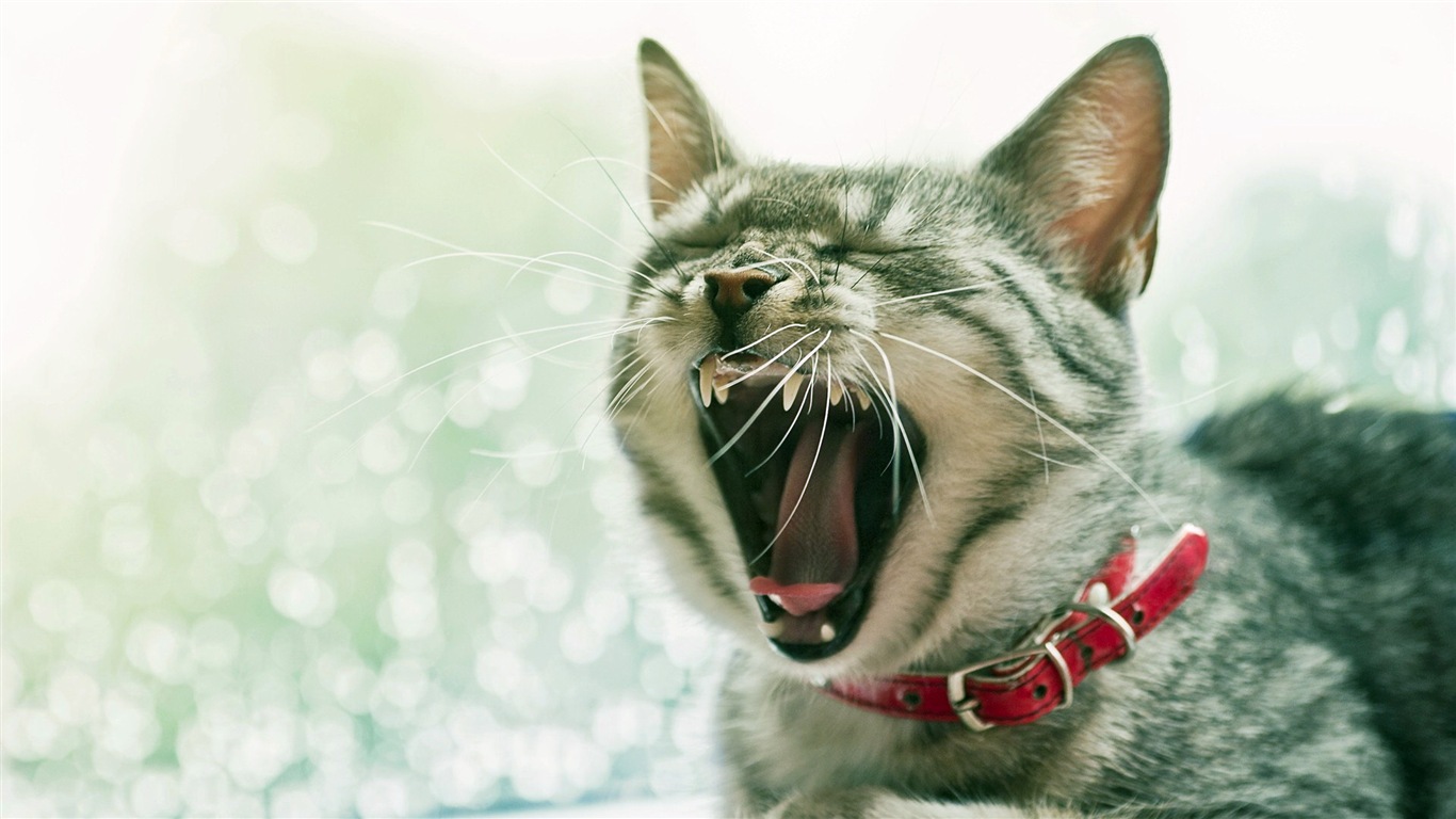 Fun funny cat HD wallpapers #17 - 1366x768