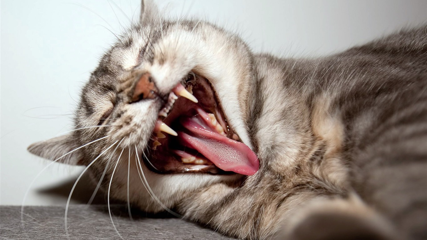 Fun funny cat HD wallpapers #20 - 1366x768