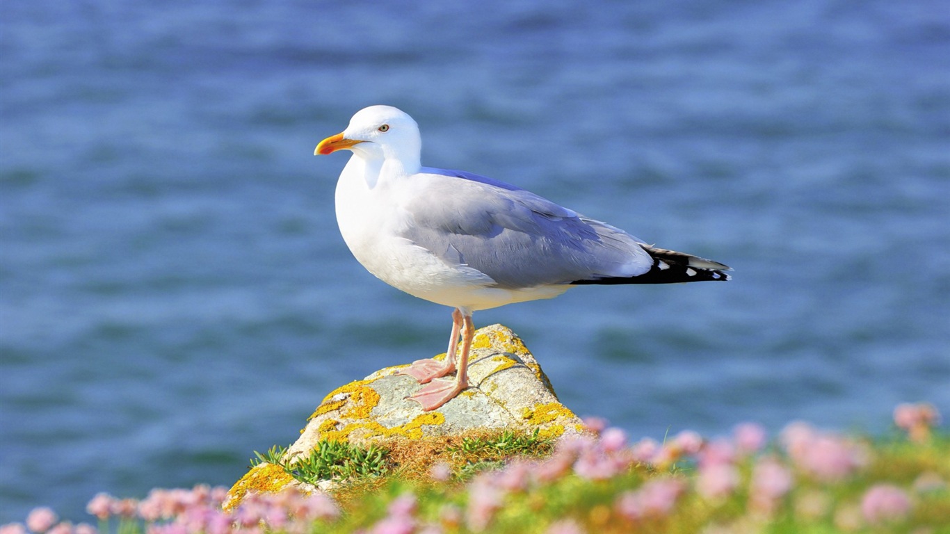 海上的鳥 海鷗高清壁紙 #1 - 1366x768