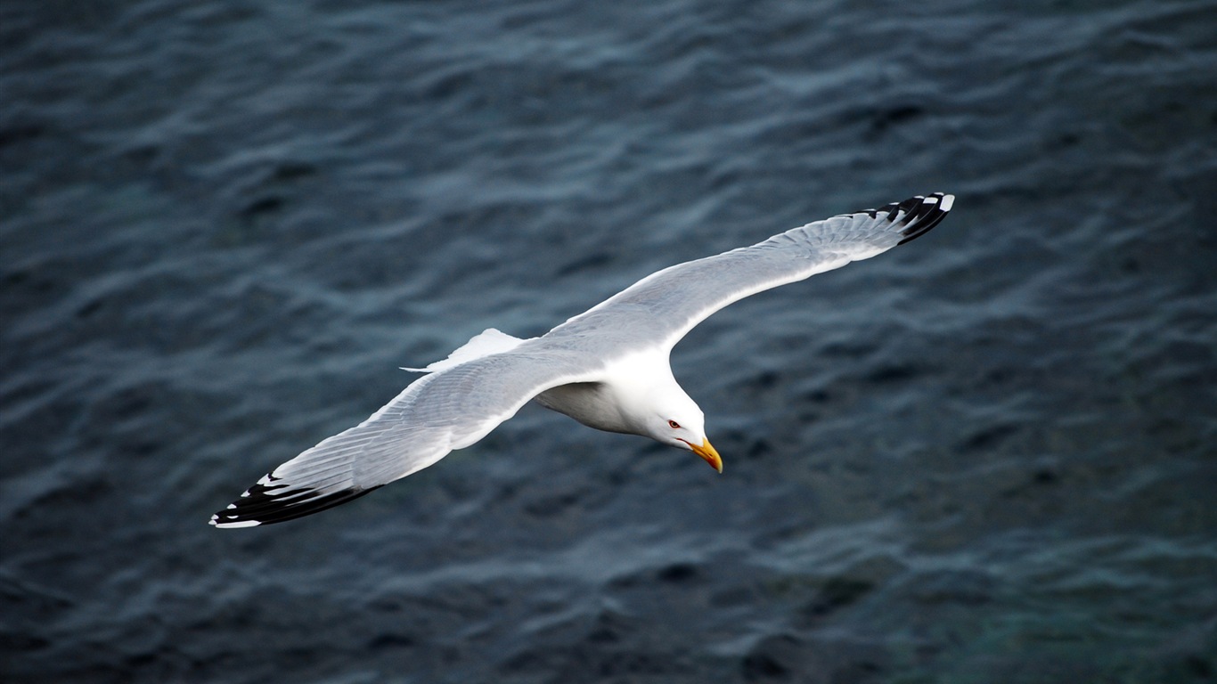 海上的鳥 海鷗高清壁紙 #2 - 1366x768