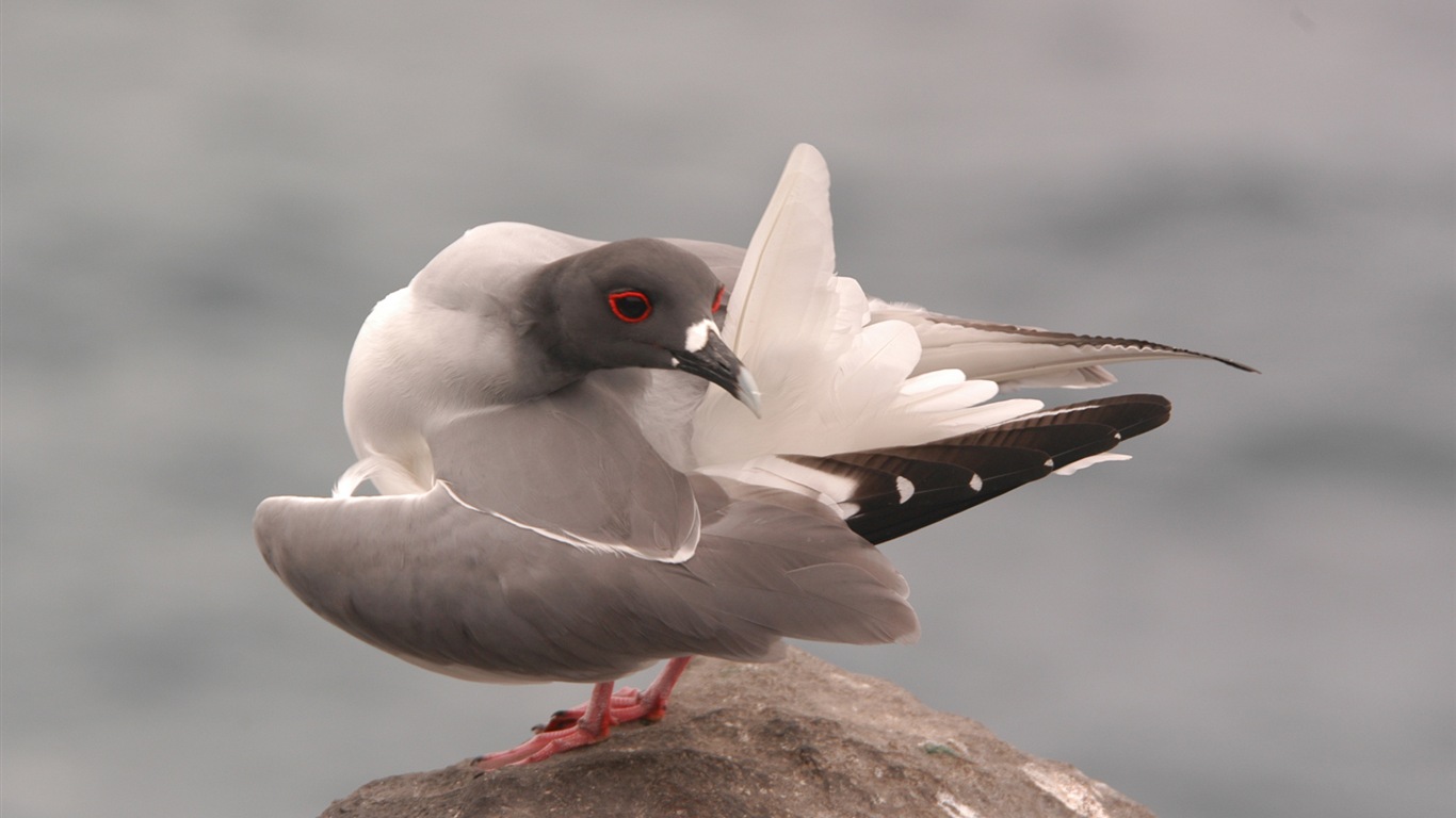 海上的鳥 海鷗高清壁紙 #3 - 1366x768