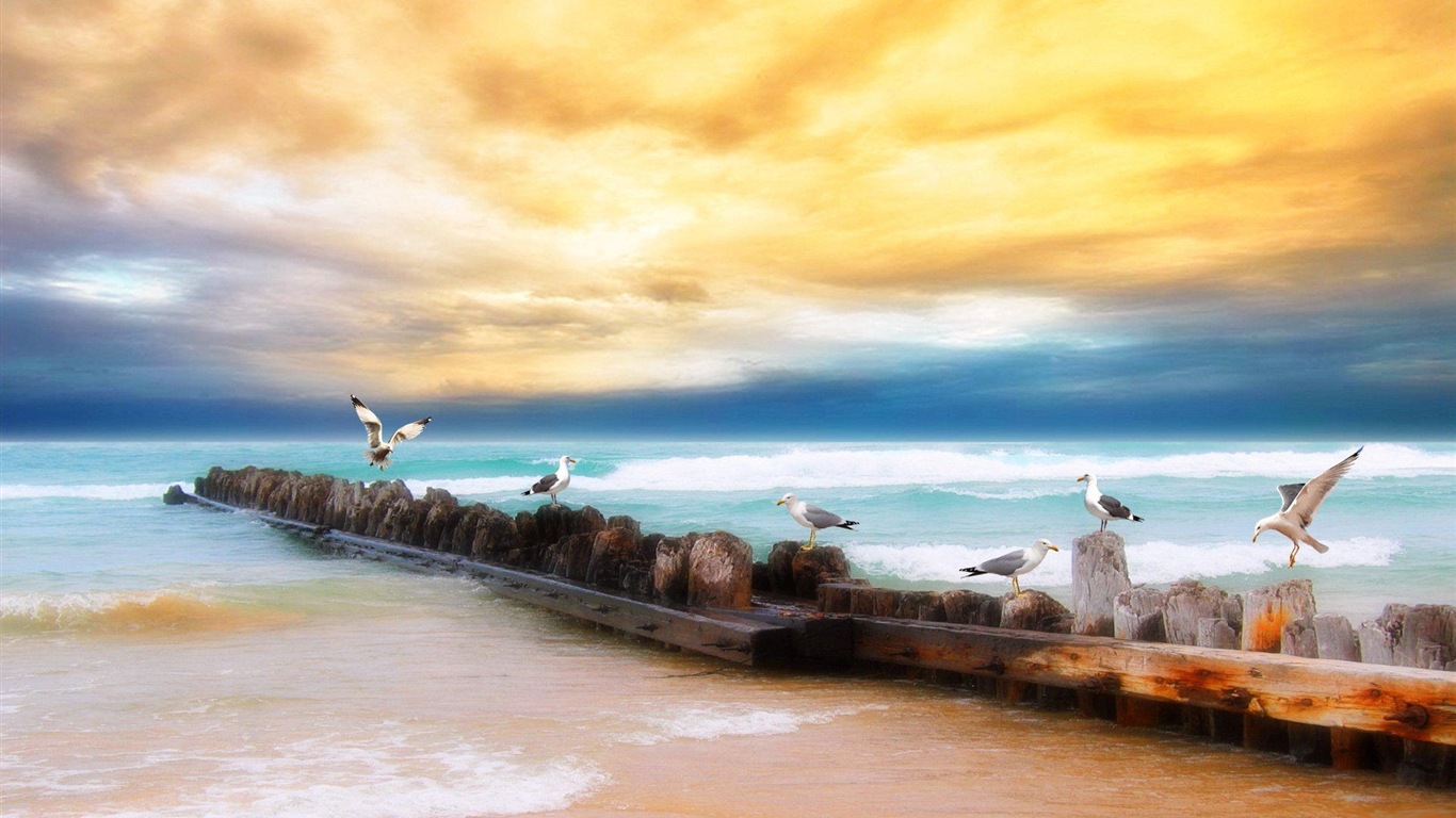 海上的鳥 海鷗高清壁紙 #4 - 1366x768