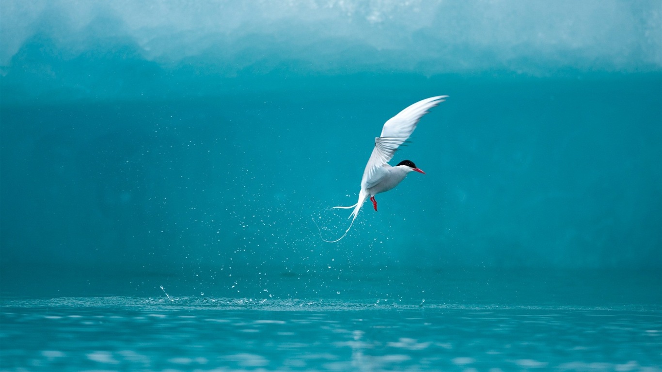 海上的鳥 海鷗高清壁紙 #5 - 1366x768