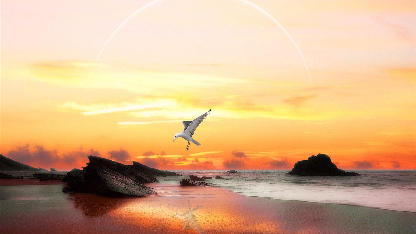 海上的鳥 海鷗高清壁紙 #8 - 1366x768