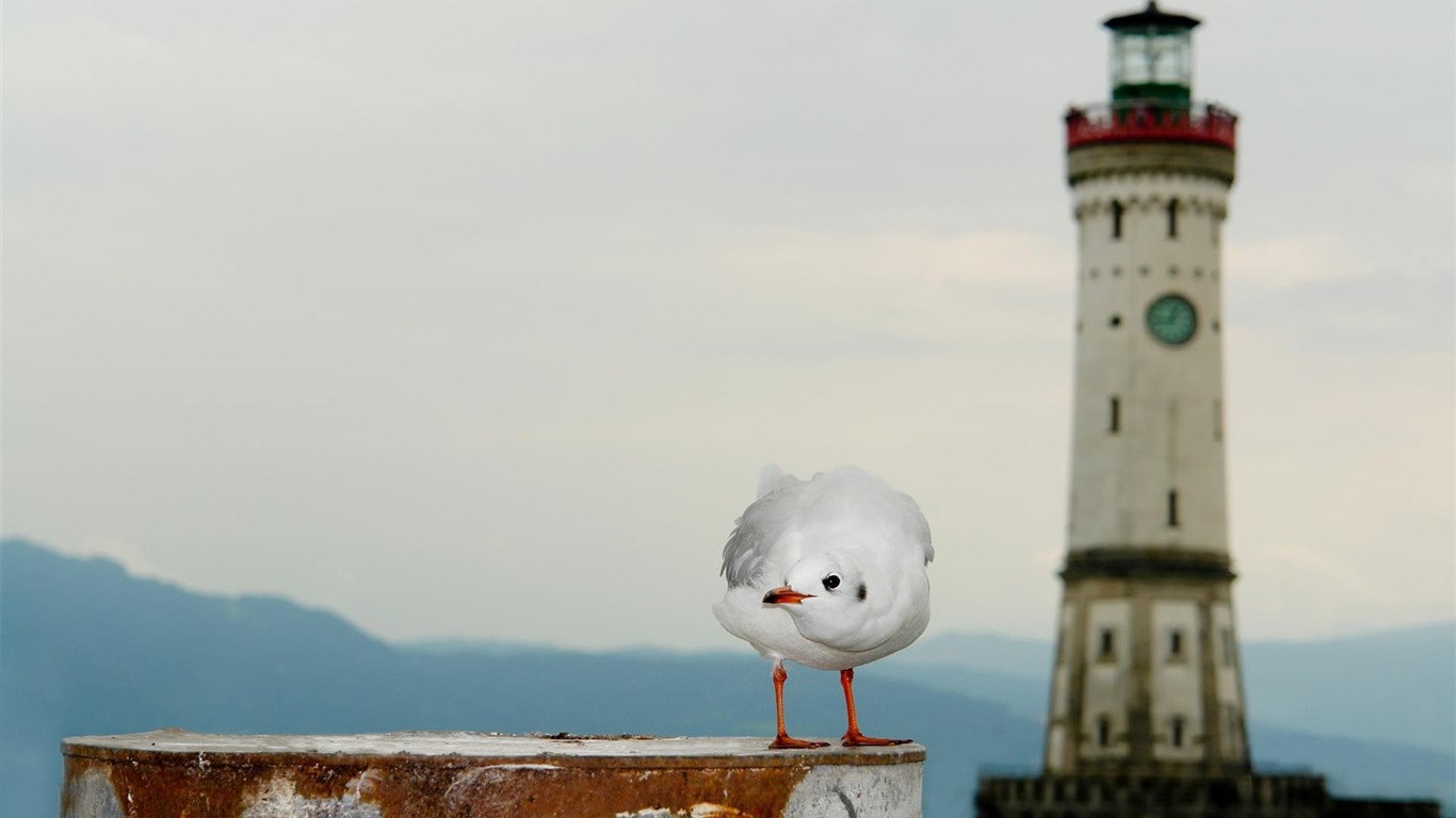 海上的鳥 海鷗高清壁紙 #10 - 1366x768