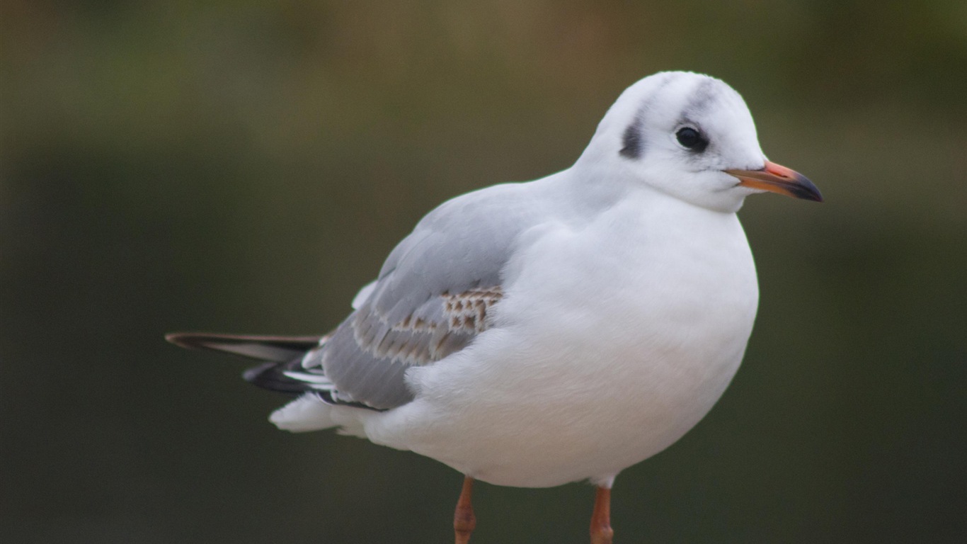 Oiseaux de mer leucophée écran HD #16 - 1366x768