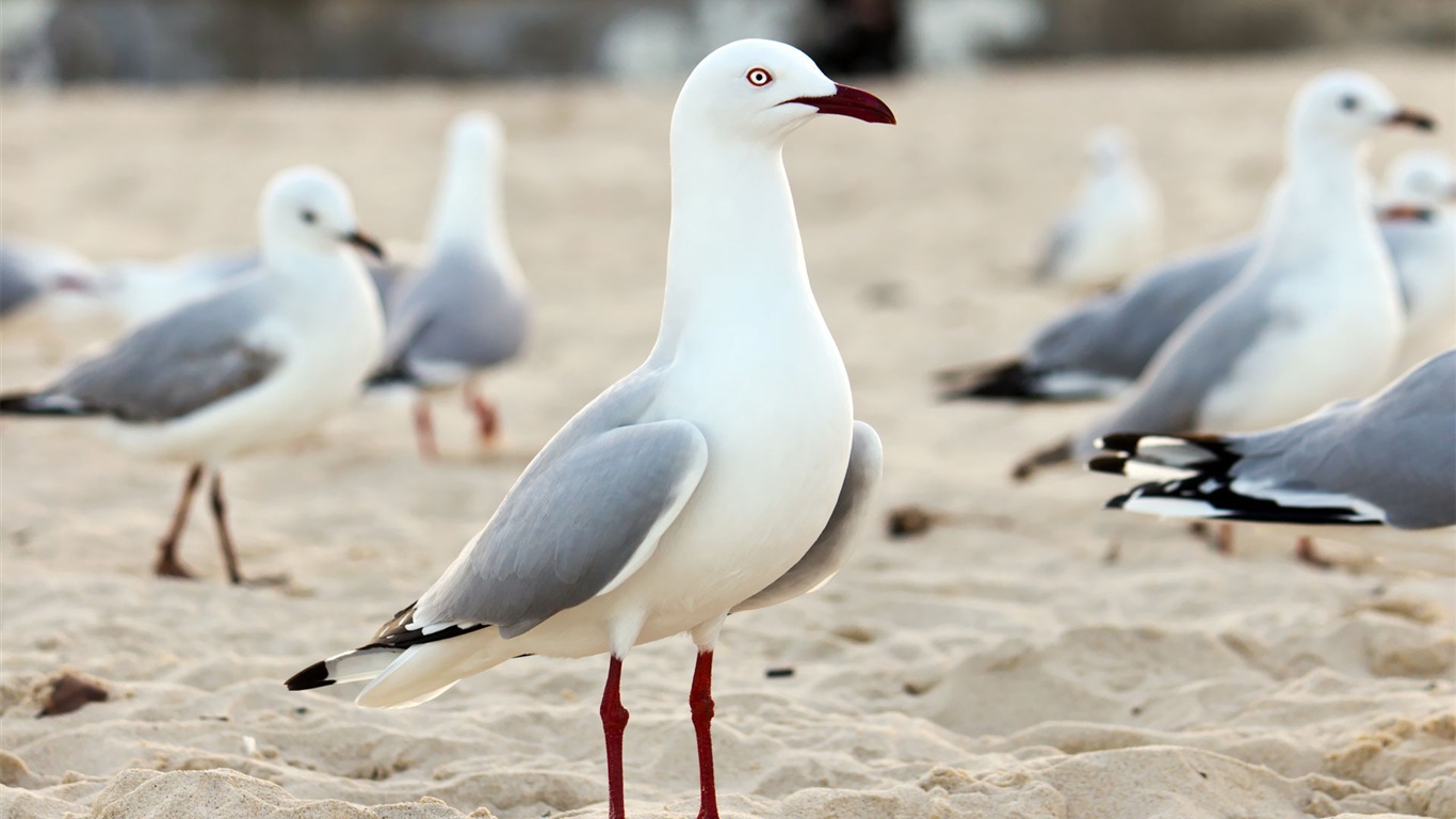 海上的鳥 海鷗高清壁紙 #17 - 1366x768