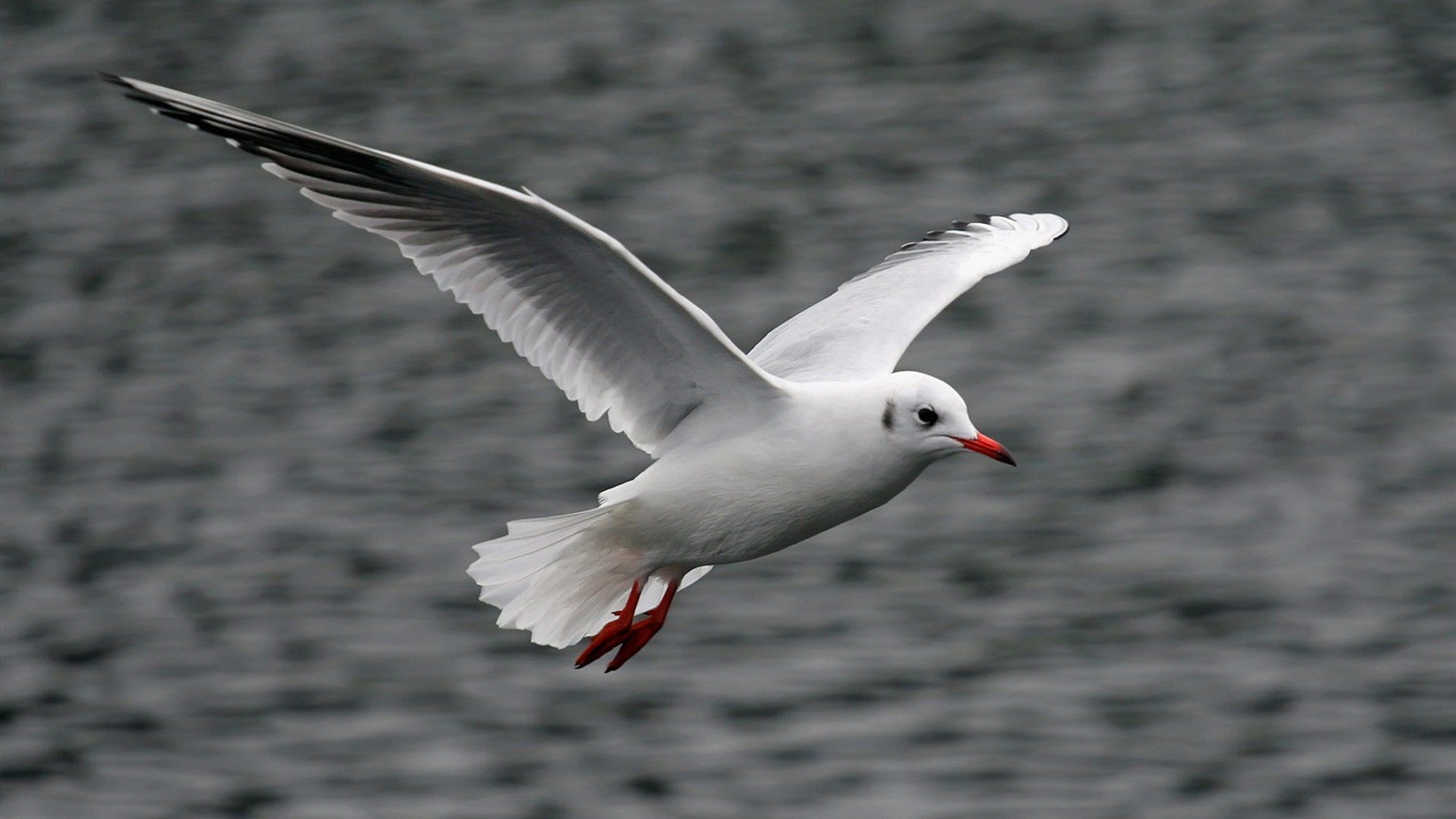 海上的鳥 海鷗高清壁紙 #20 - 1366x768