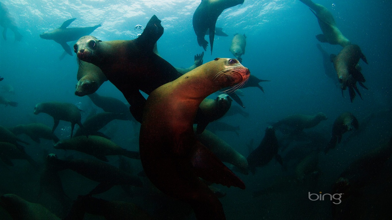 2013 Bing 必應秋季風景、動物、城市高清壁紙 #6 - 1366x768