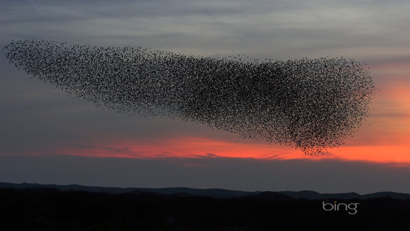 2013 Bing podzimní krajiny, zvířata, tapety HD městské #11 - 1366x768