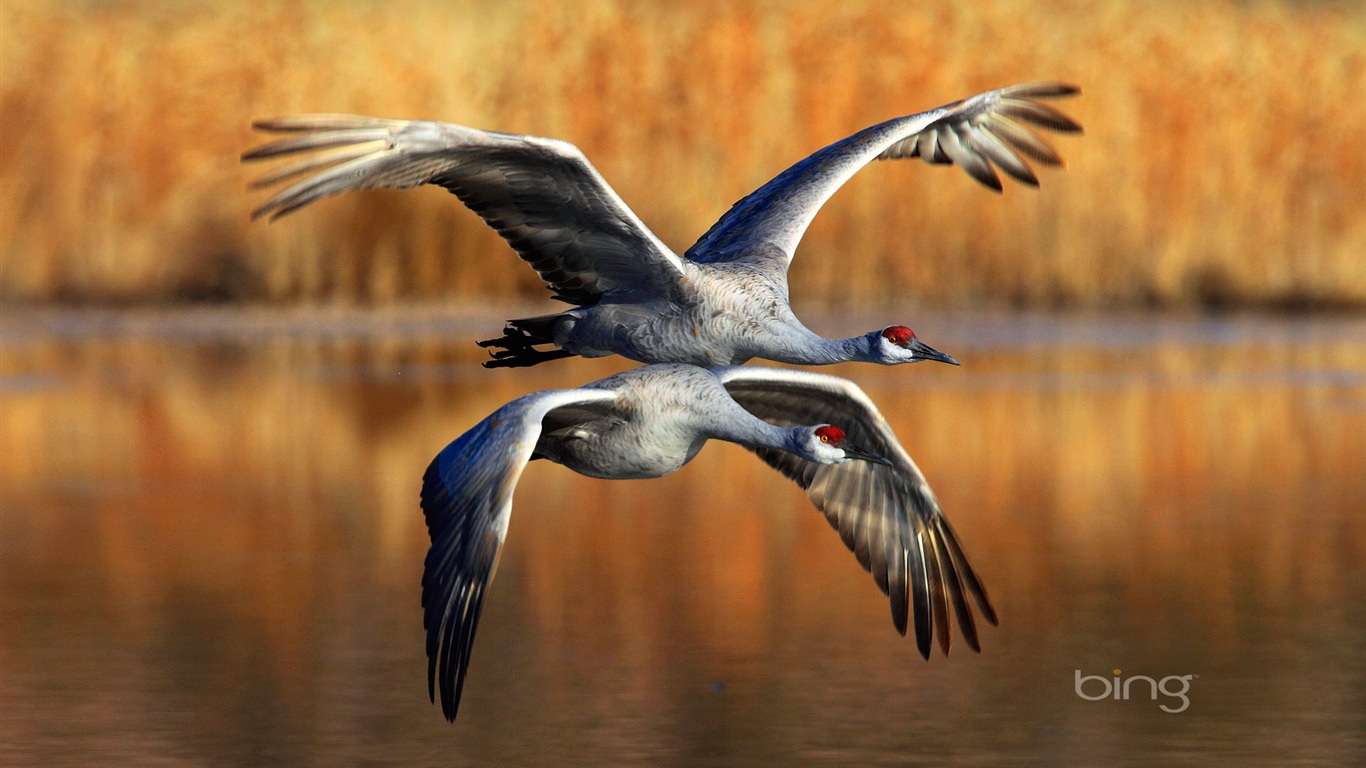 2013 Bing 必應秋季風景、動物、城市高清壁紙 #22 - 1366x768