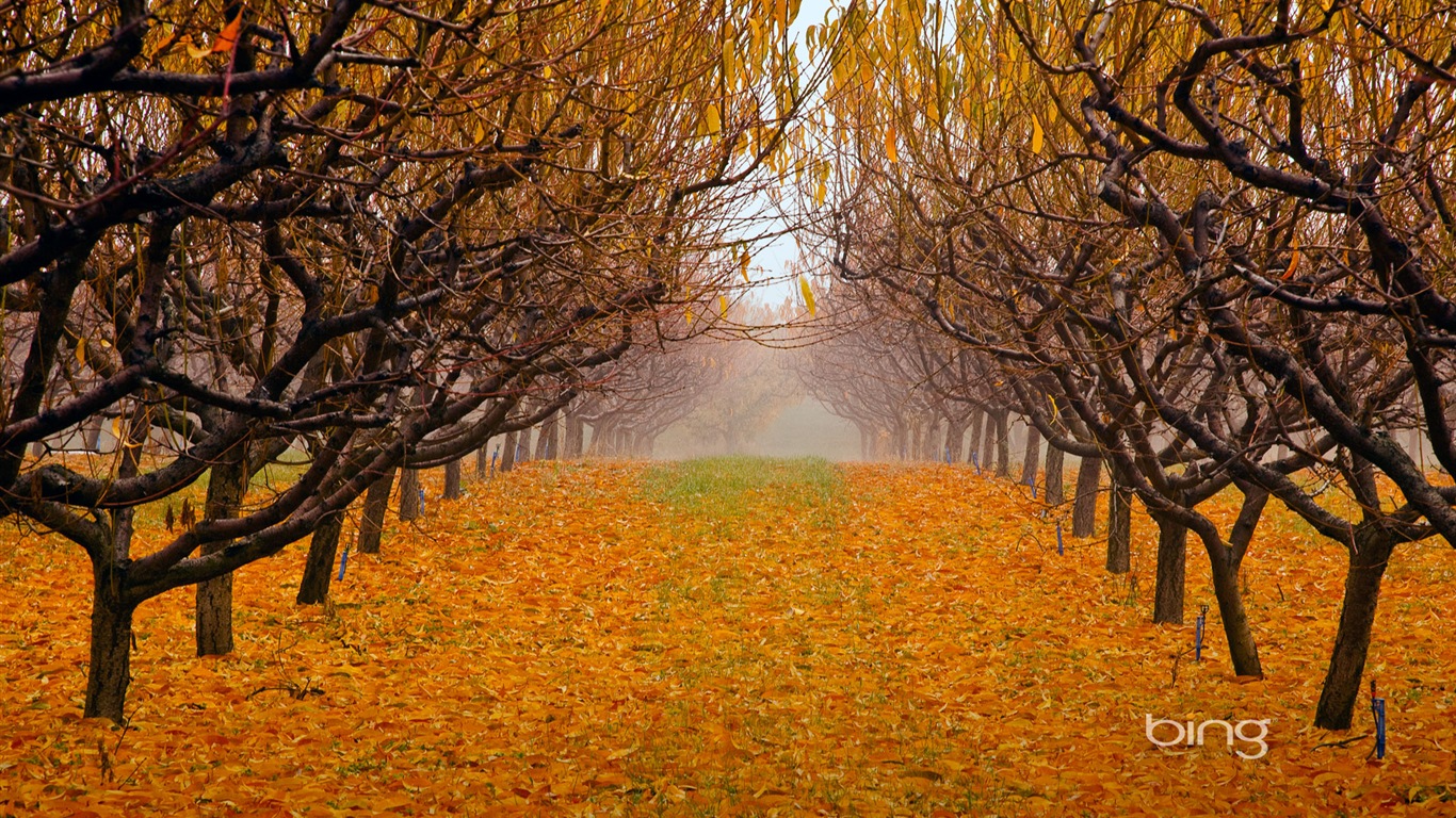 2013 Bing podzimní krajiny, zvířata, tapety HD městské #28 - 1366x768