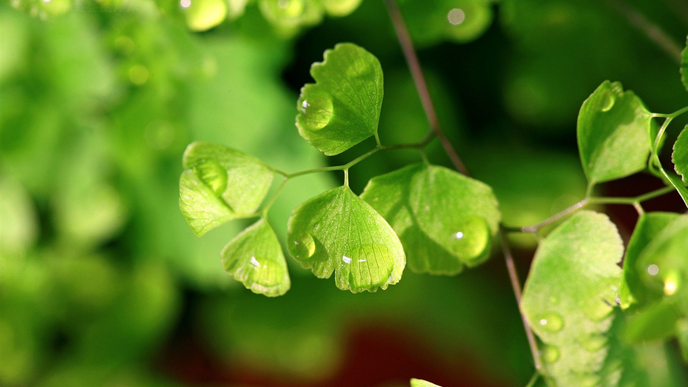 Adiantum green plants HD wallpapers #1 - 1366x768