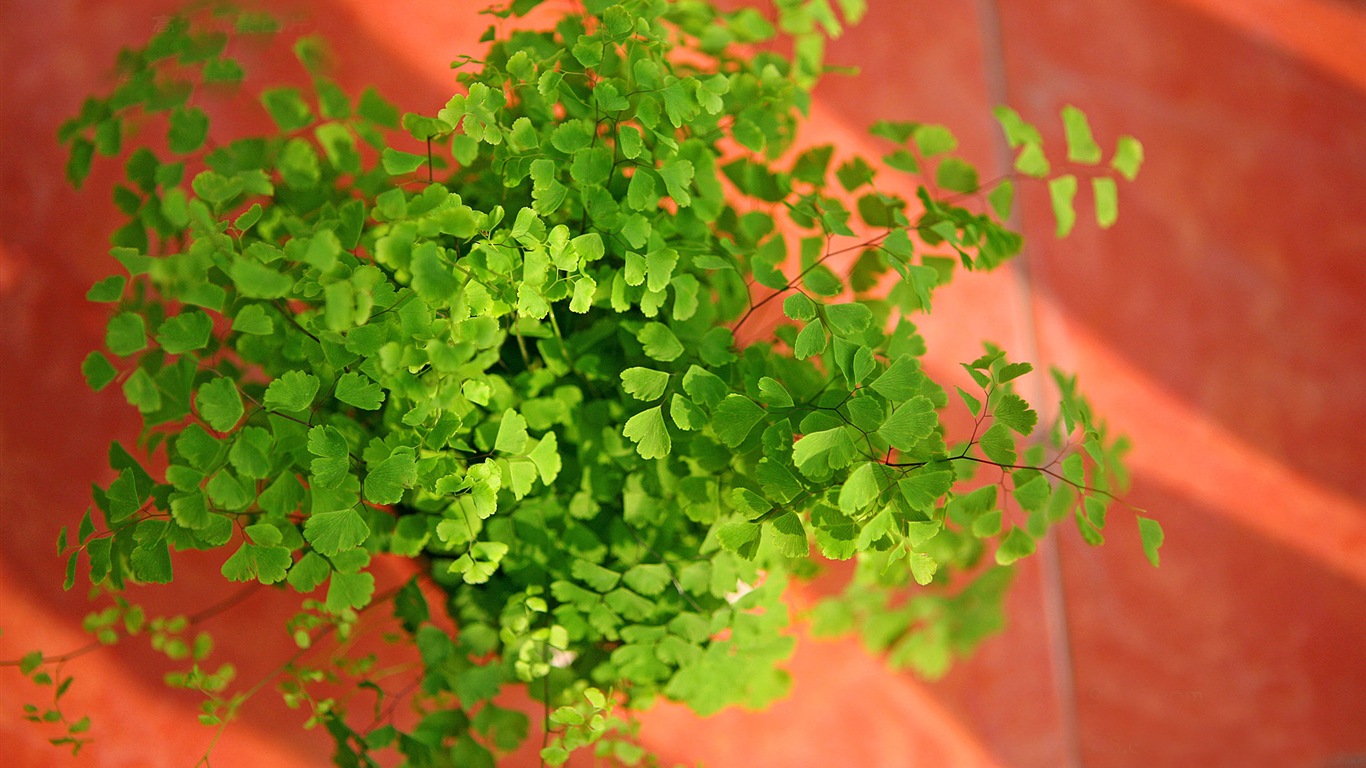 Adiantum verde plantas HD wallpapers #2 - 1366x768