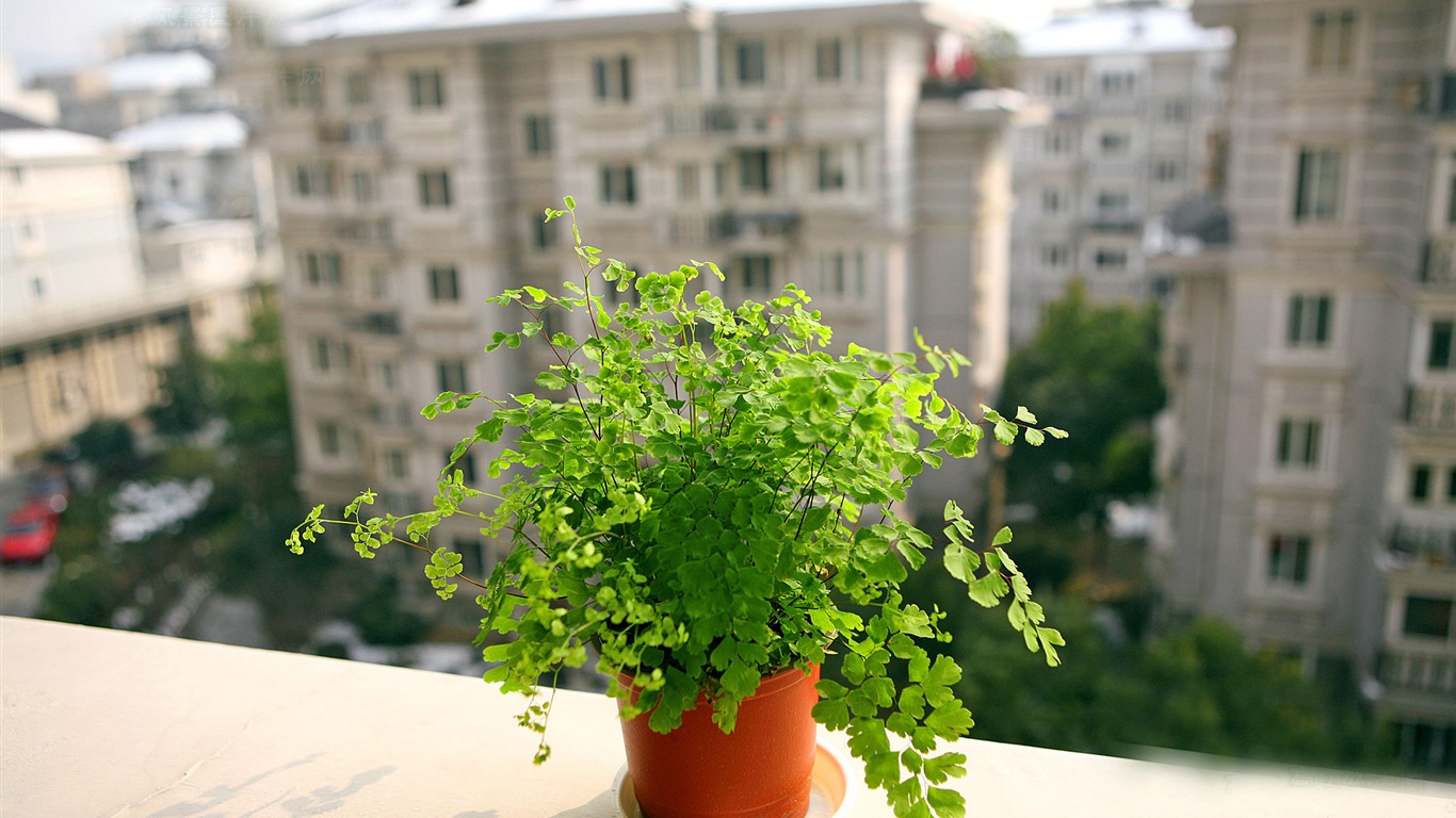 Adiantum plantes vertes écran HD #3 - 1366x768