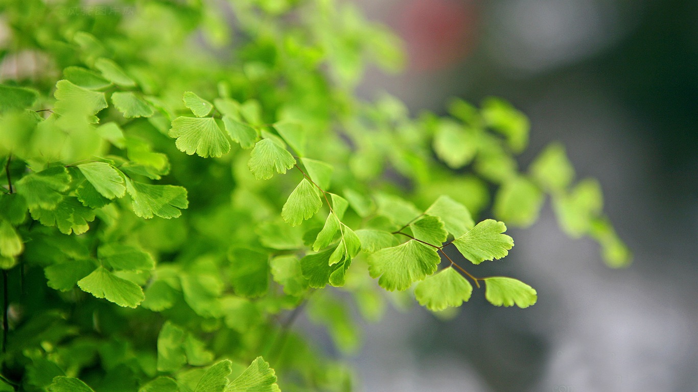 Adiantum green plants HD wallpapers #4 - 1366x768