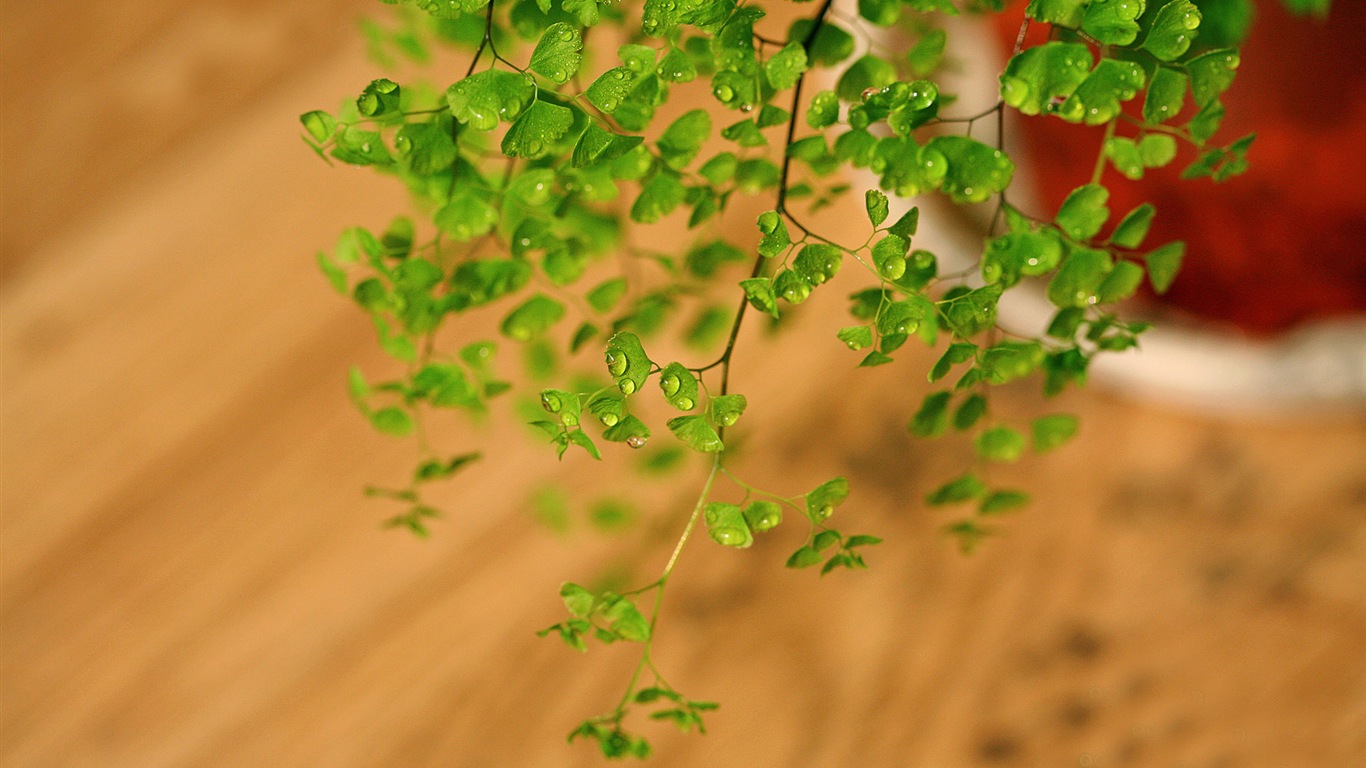 Adiantum 녹색 식물 HD 배경 화면 #7 - 1366x768