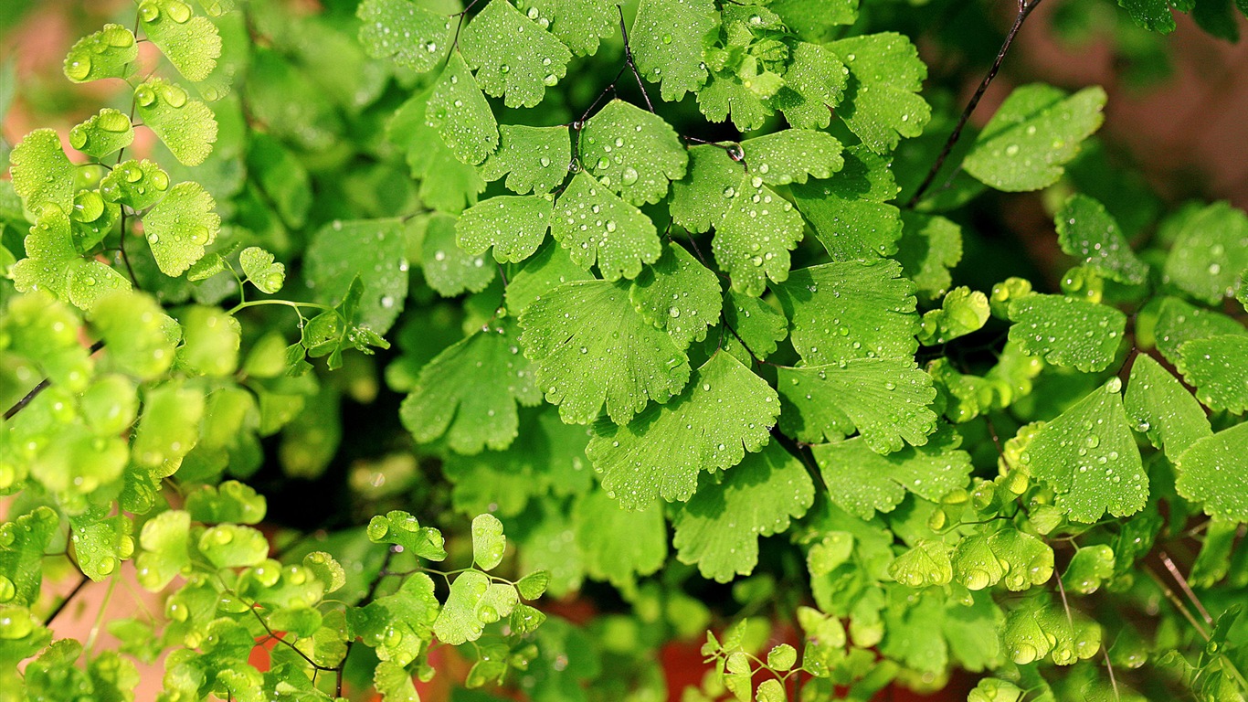 铁线蕨 绿色植物 高清壁纸8 - 1366x768