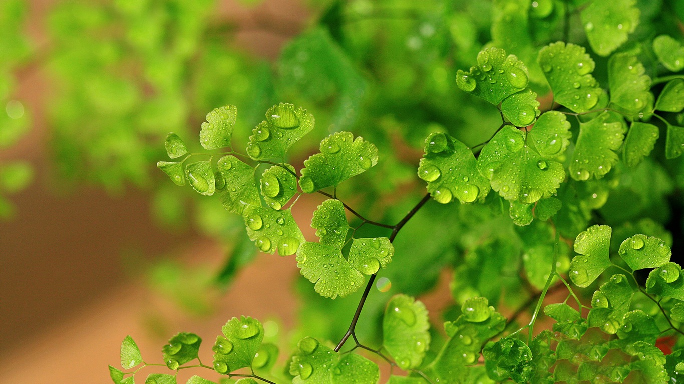 鐵線蕨綠色植物高清壁紙 #9 - 1366x768