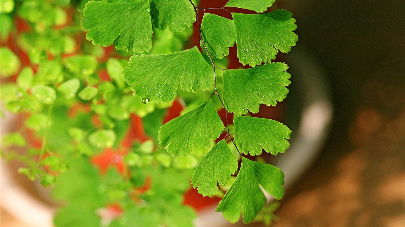 鐵線蕨綠色植物高清壁紙 #10 - 1366x768