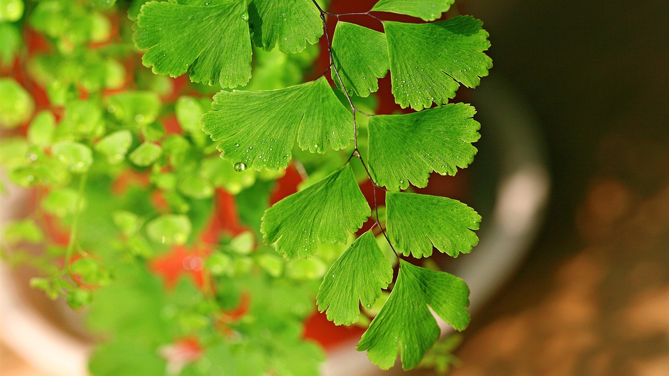 Adiantum verde plantas HD wallpapers #10 - 1366x768