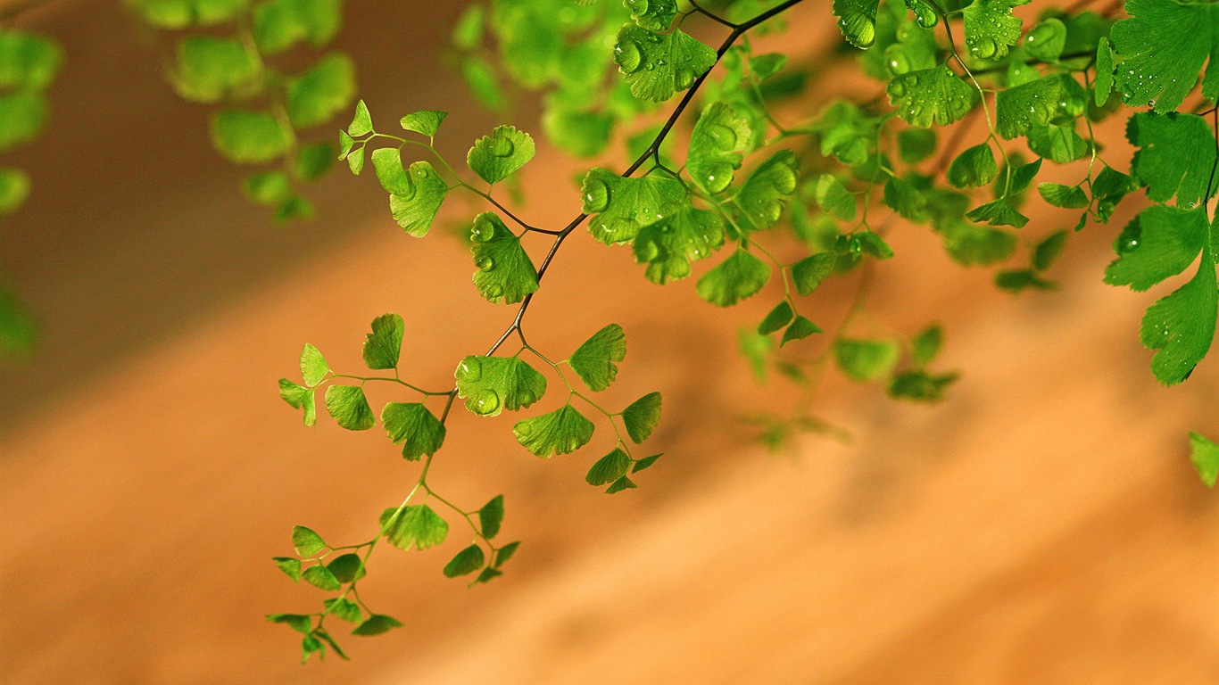 アジアンタム緑色植物HDの壁紙 #11 - 1366x768