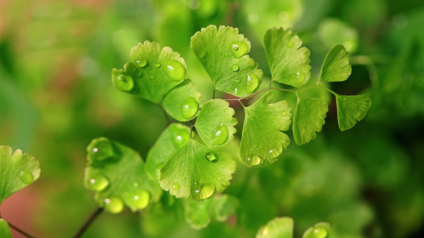 Adiantum verde plantas HD wallpapers #12 - 1366x768