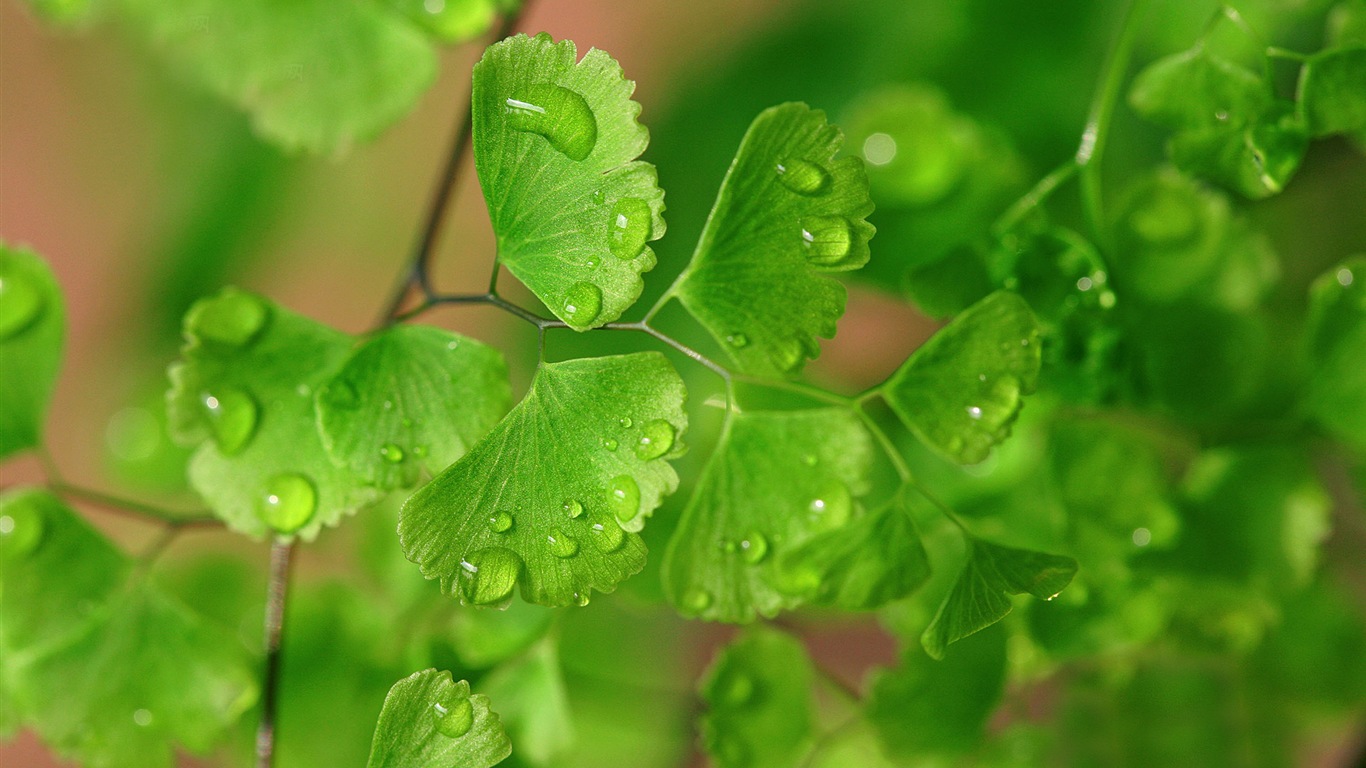 Adiantum green plants HD wallpapers #13 - 1366x768