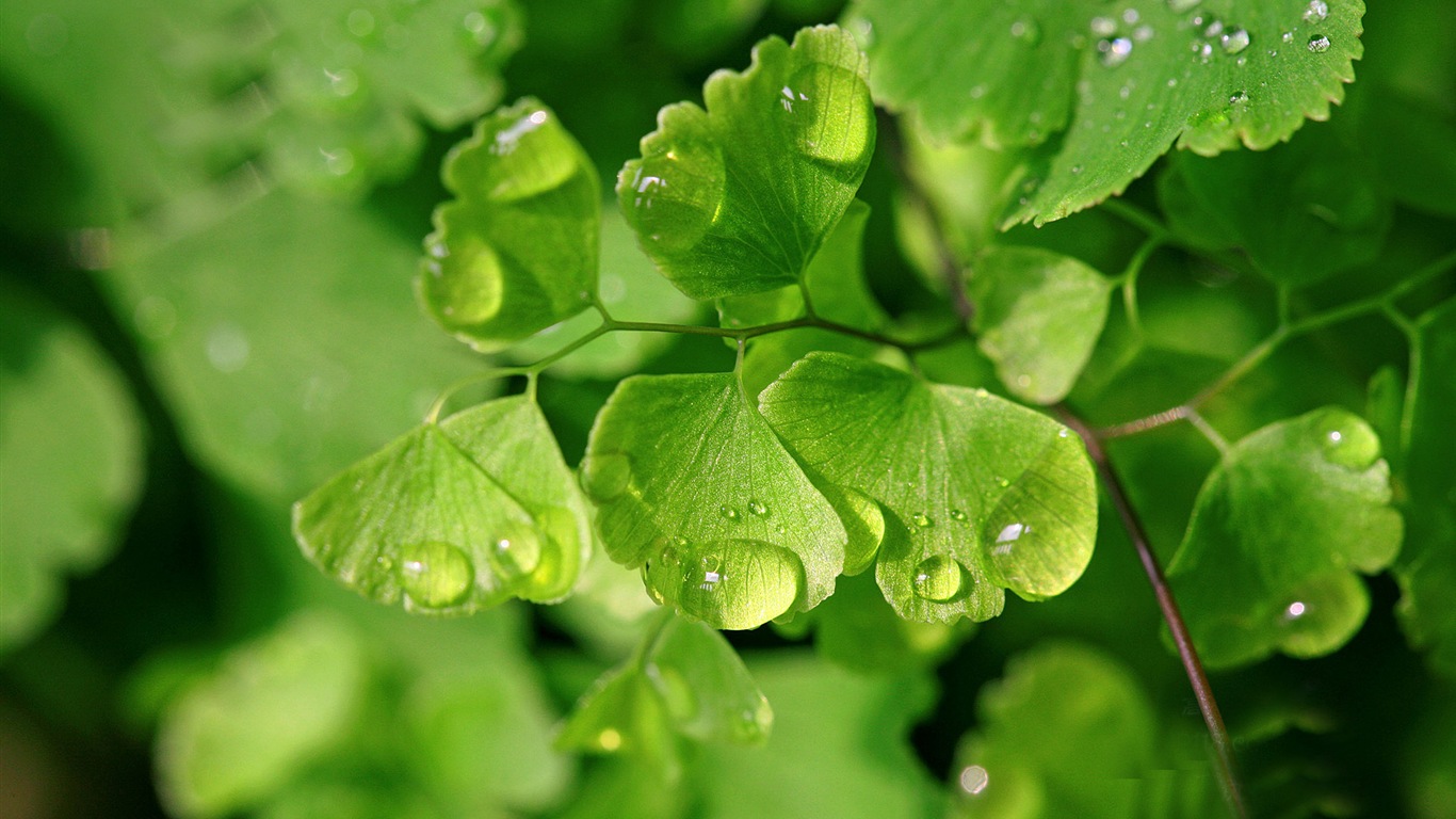 Adiantum verde plantas HD wallpapers #14 - 1366x768