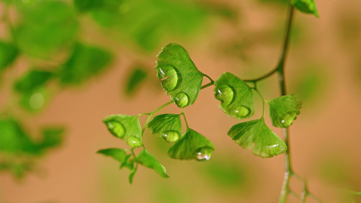 鐵線蕨綠色植物高清壁紙 #15 - 1366x768