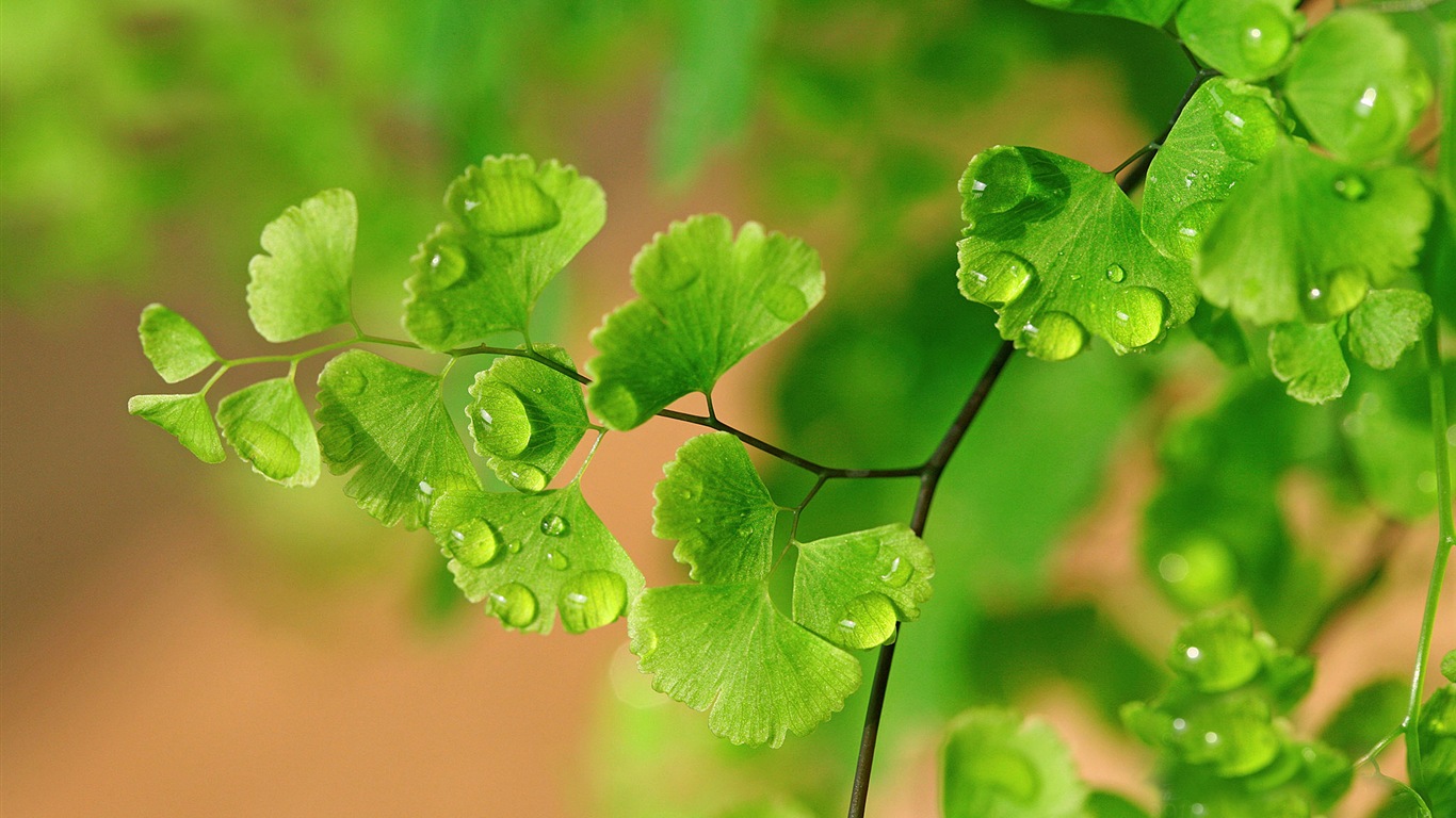 铁线蕨 绿色植物 高清壁纸16 - 1366x768