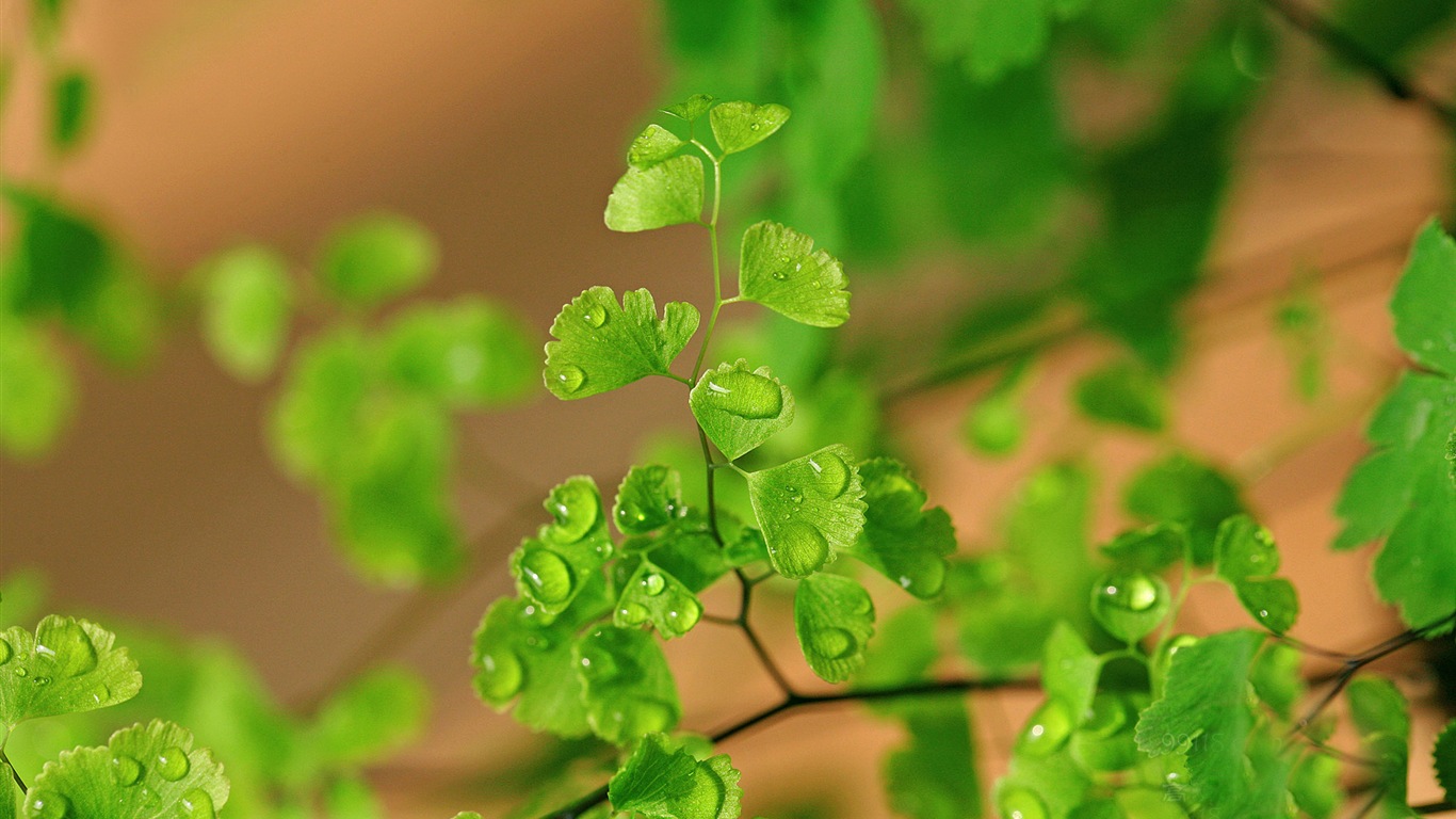 Adiantum verde plantas HD wallpapers #17 - 1366x768