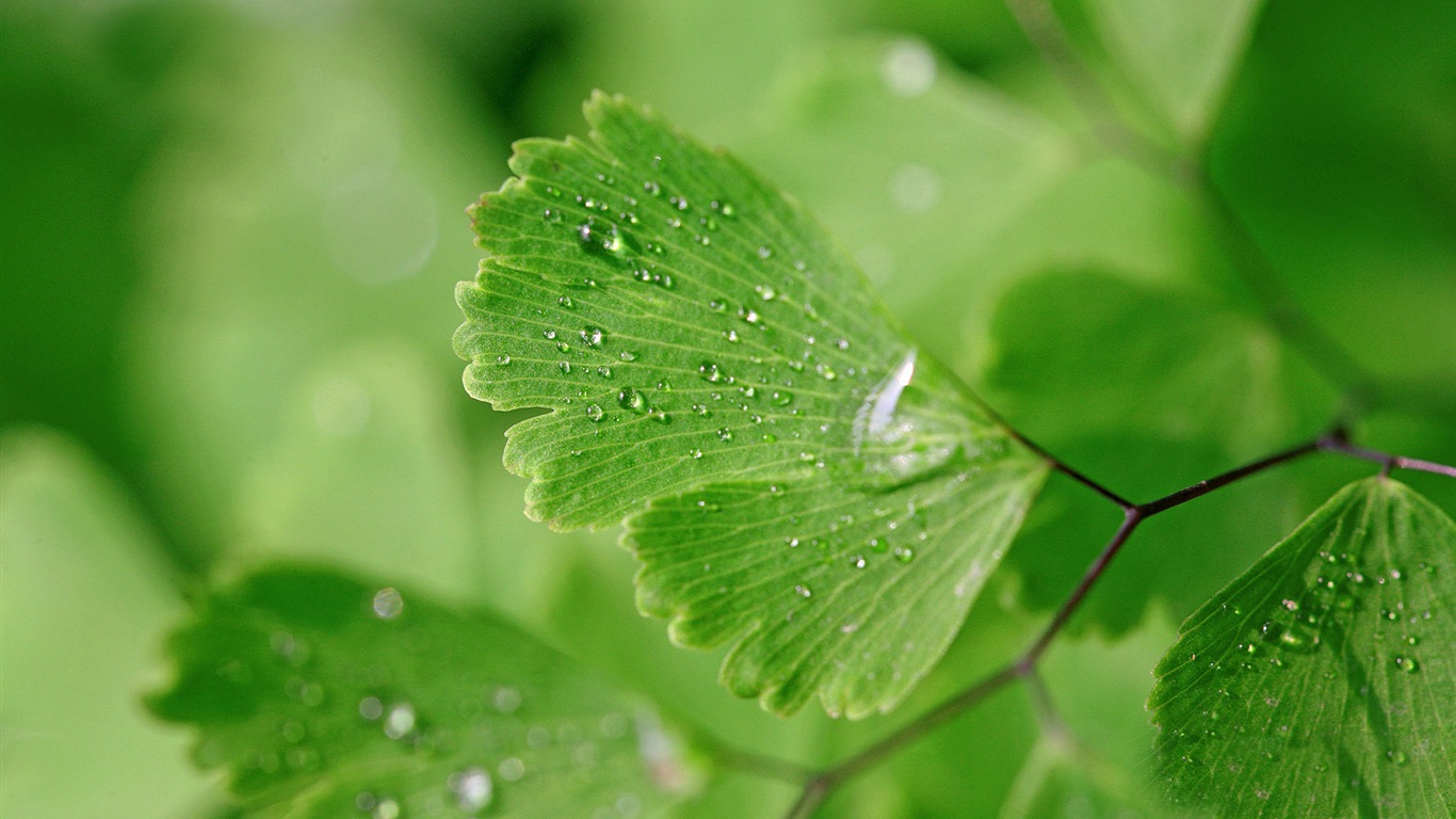 Adiantum verde plantas HD wallpapers #18 - 1366x768