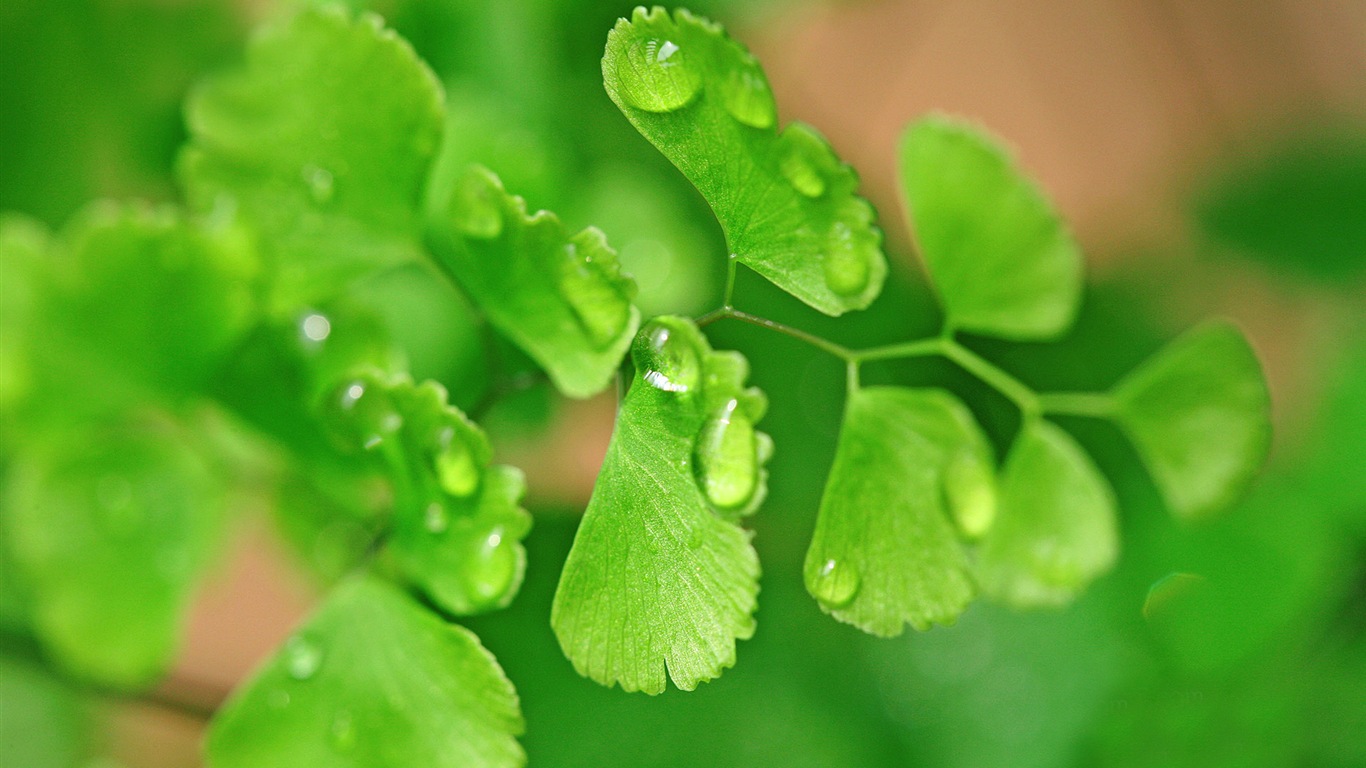 Adiantum verde plantas HD wallpapers #19 - 1366x768