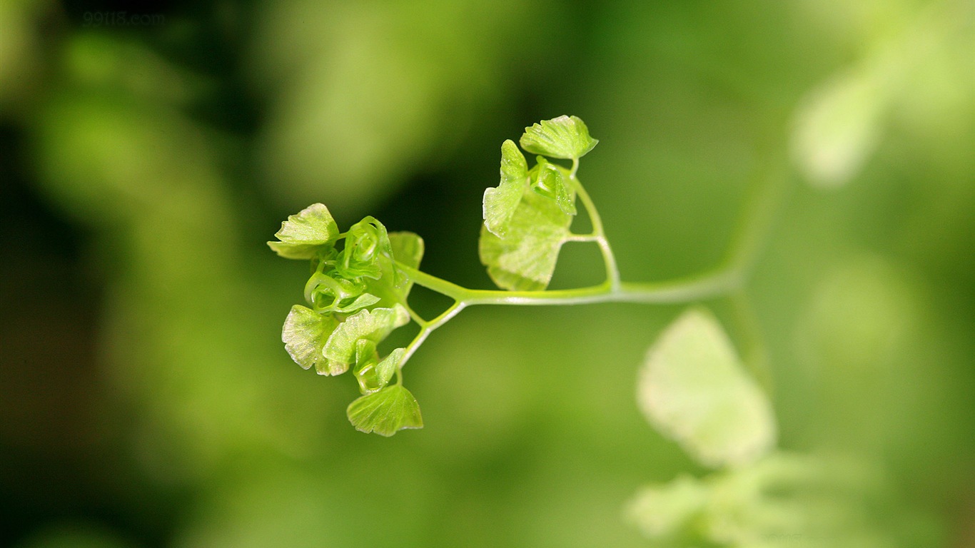 鐵線蕨綠色植物高清壁紙 #20 - 1366x768