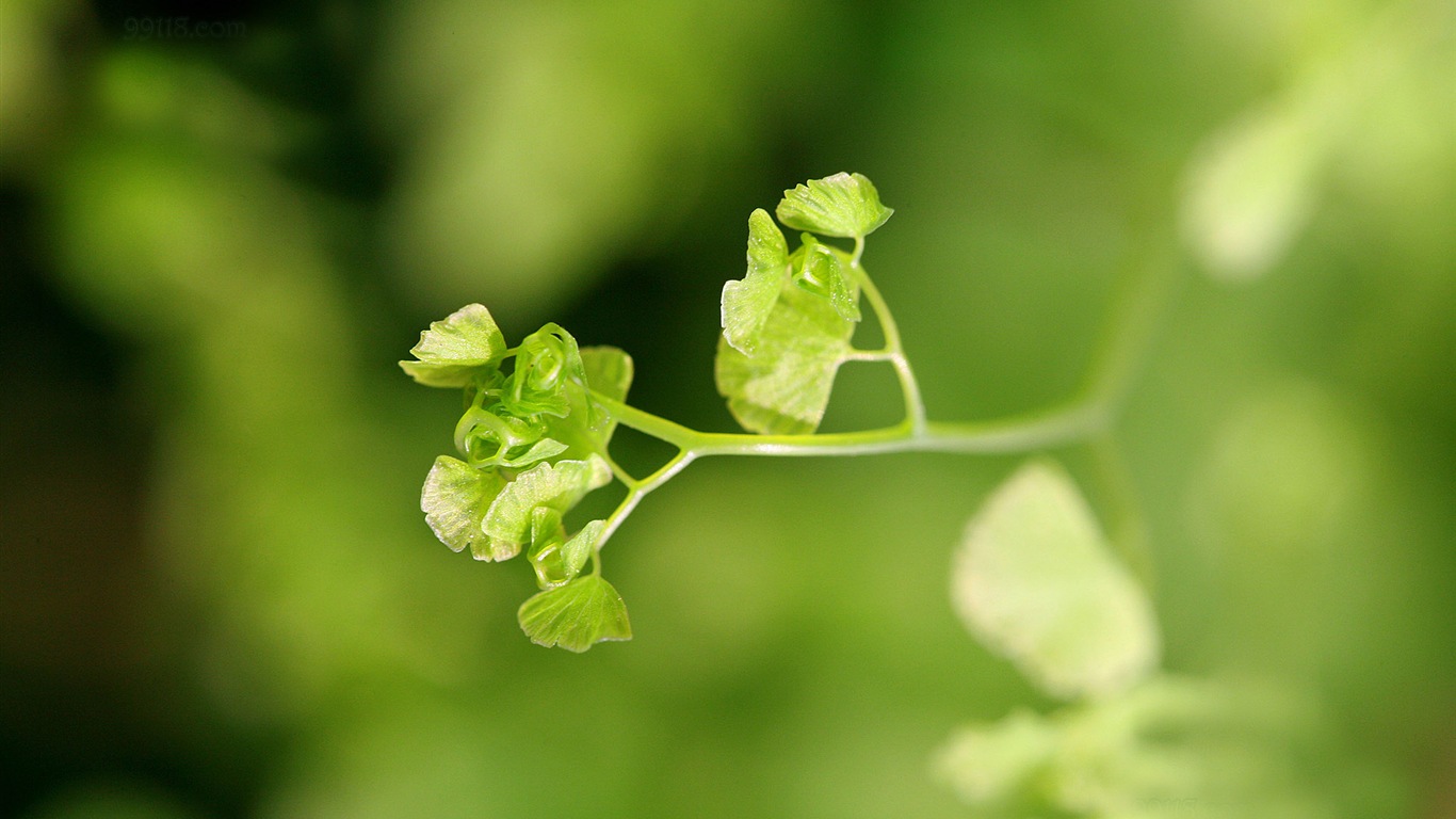 Adiantum plantes vertes écran HD #20 - 1366x768