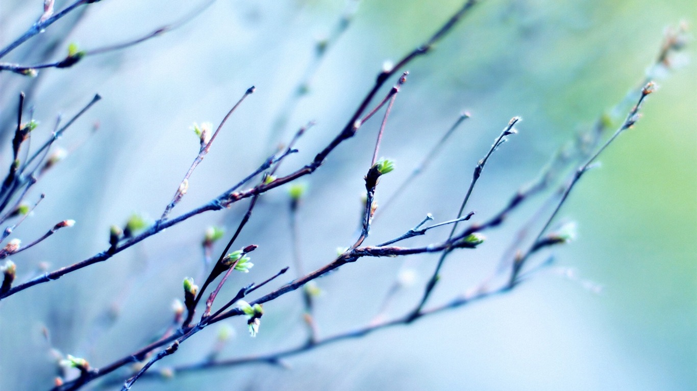 Primavera brotes en los árboles wallpapers HD #1 - 1366x768
