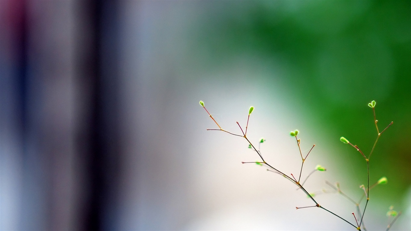 Spring buds on the trees HD wallpapers #2 - 1366x768