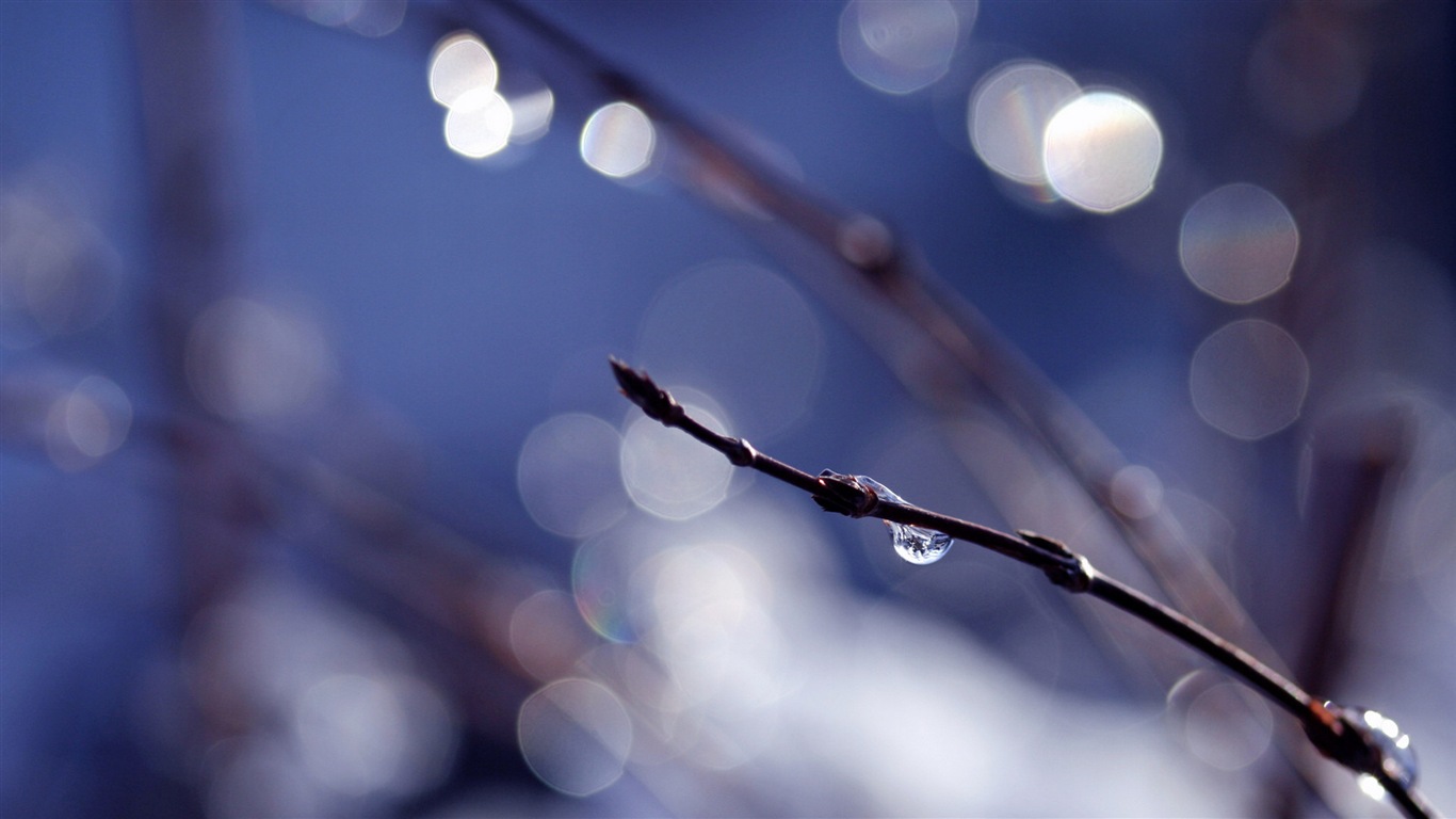 Spring buds on the trees HD wallpapers #3 - 1366x768